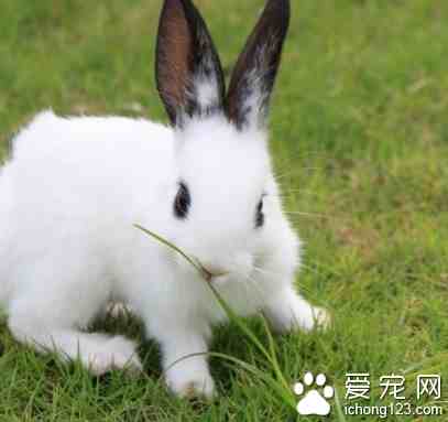 兔子吃什么（兔子需要喝水）-第1张图片