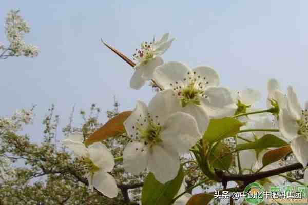 梨花是什么季节开的（花期如何养护？）-第2张图片