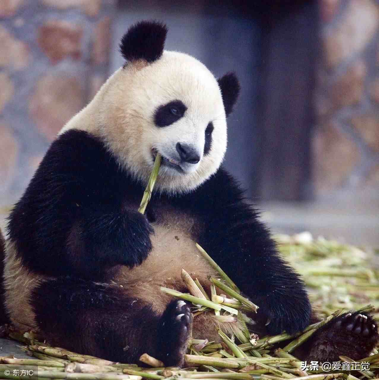 大熊猫为什么是国宝（为什么熊猫是我国的国宝）-第2张图片