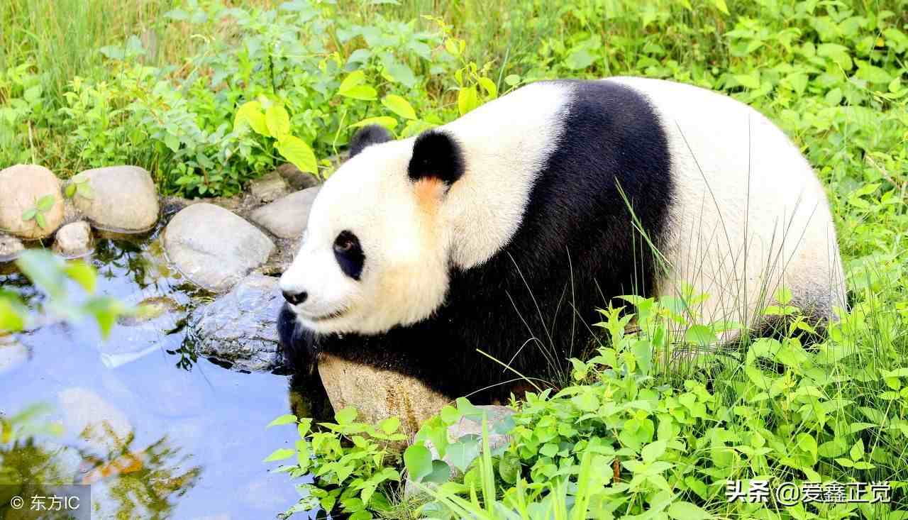 大熊猫为什么是国宝（为什么熊猫是我国的国宝）-第4张图片