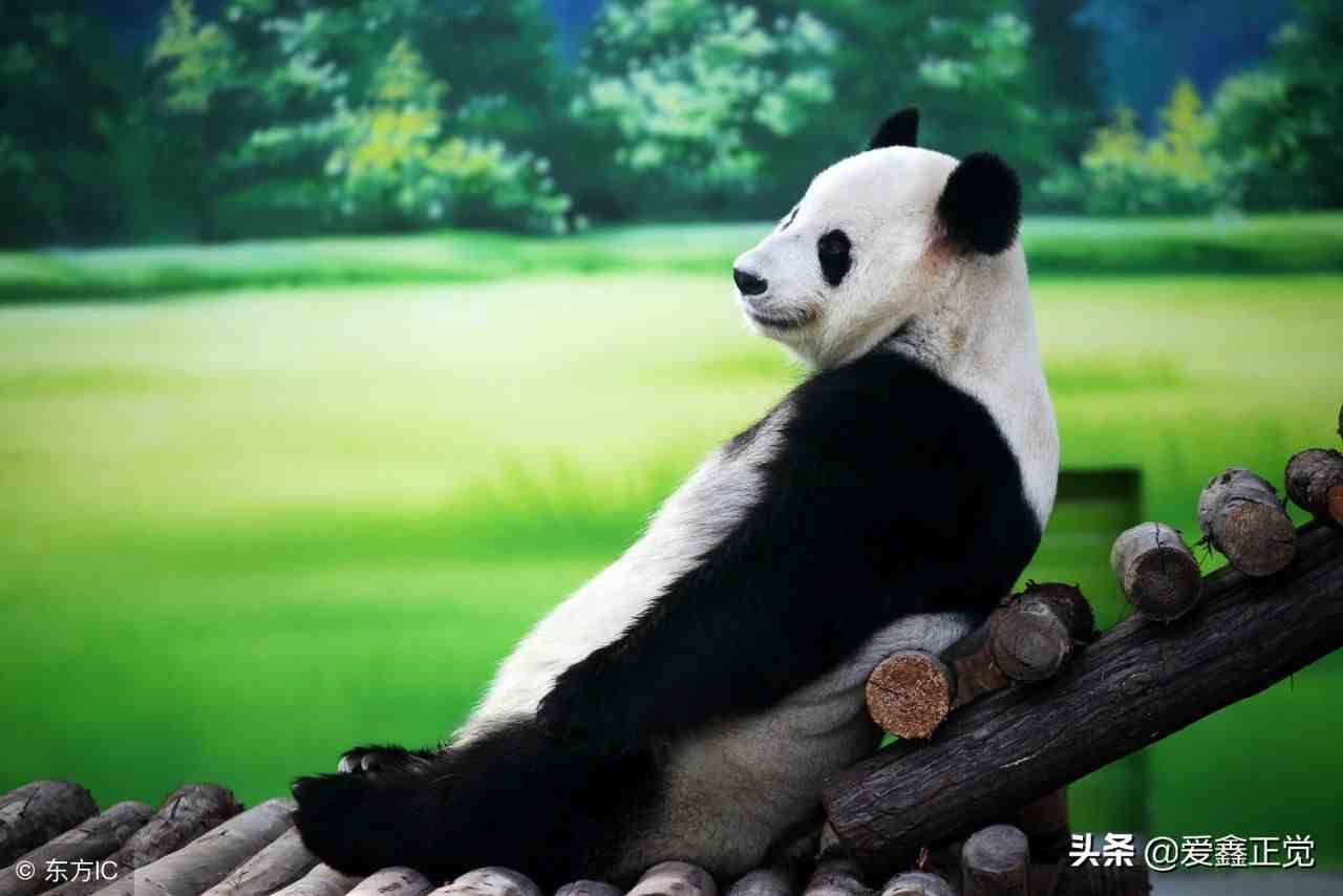 大熊猫为什么是国宝（为什么熊猫是我国的国宝）-第3张图片