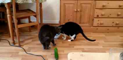 猫为什么怕黄瓜（解密猫咪为何都怕黄瓜）-第3张图片