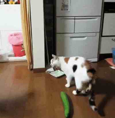 猫为什么怕黄瓜（解密猫咪为何都怕黄瓜）-第1张图片