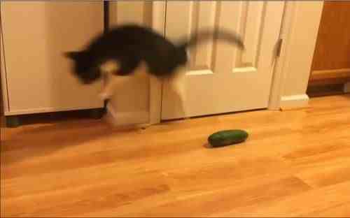 猫为什么怕黄瓜（解密猫咪为何都怕黄瓜）-第5张图片