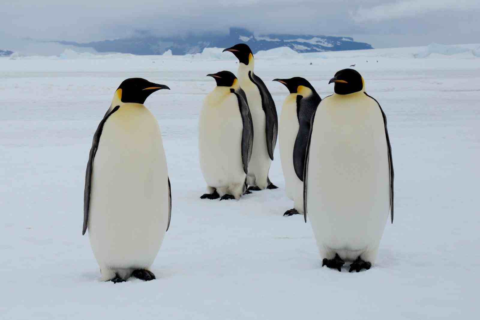 为什么北极没有企鹅（把企鹅运到北极会怎样）-第9张图片