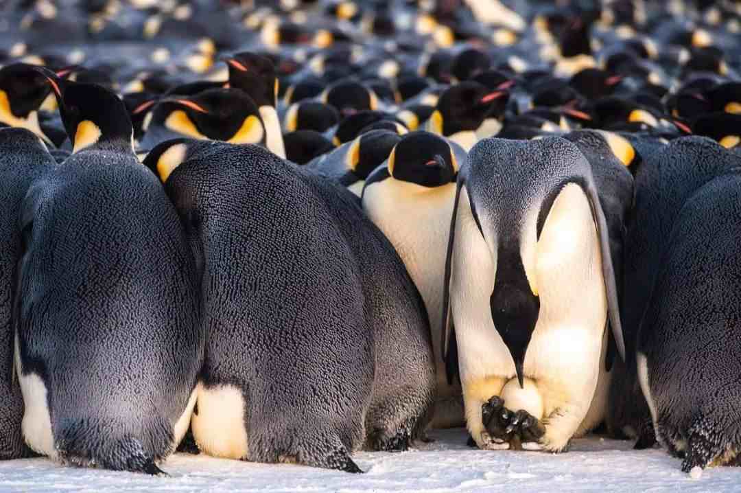 为什么北极没有企鹅（把企鹅运到北极会怎样）-第10张图片