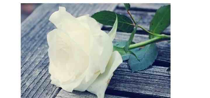 白玫瑰代表什么意思（白玫瑰的花语是什么）-第1张图片