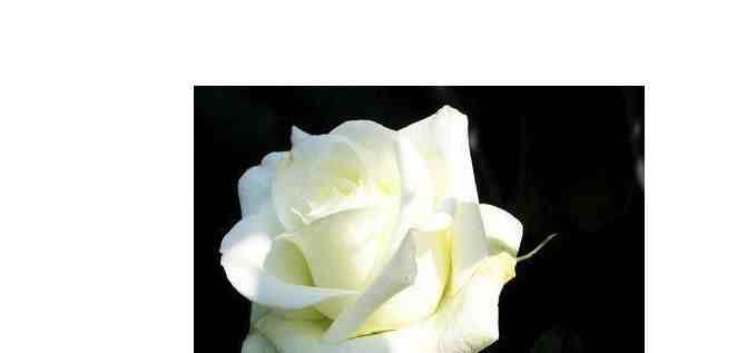 白玫瑰代表什么意思（白玫瑰的花语是什么）-第3张图片