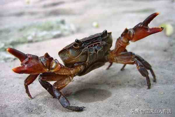 如何吃螃蟹（吃货教你如何吃蟹）-第2张图片