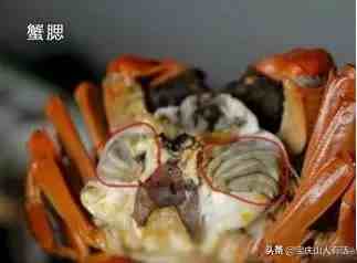 如何吃螃蟹（吃货教你如何吃蟹）-第5张图片