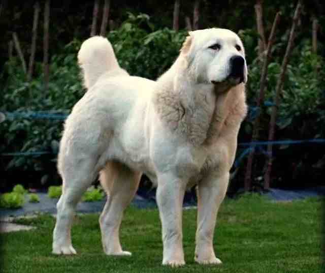 大型犬有哪些（世界上著名的二十种超大型狗）-第8张图片