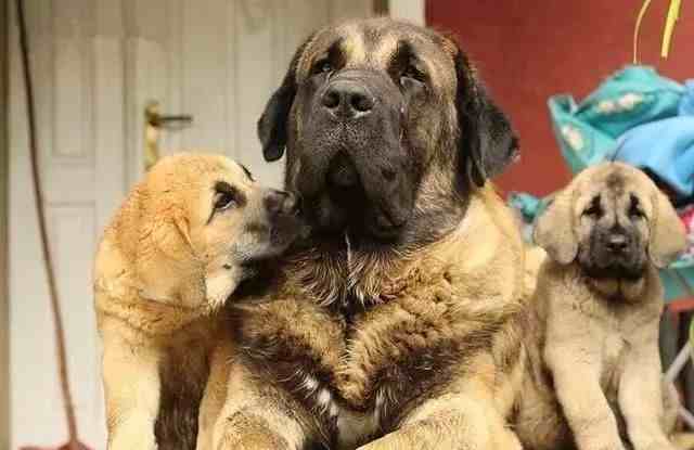 大型犬有哪些（世界上著名的二十种超大型狗）-第11张图片