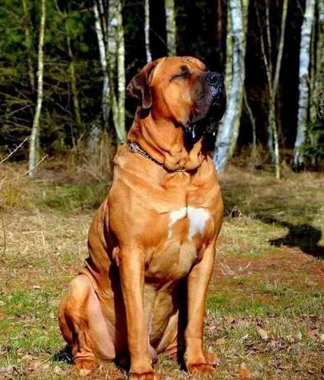 大型犬有哪些（世界上著名的二十种超大型狗）-第21张图片