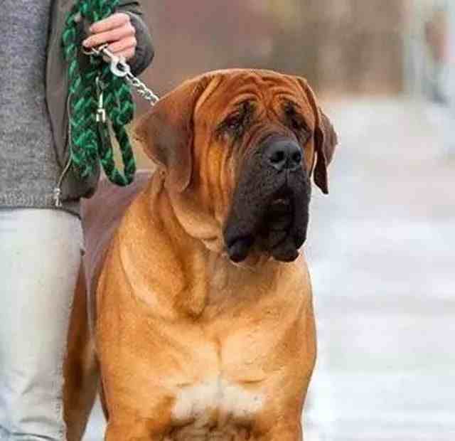 大型犬有哪些（世界上著名的二十种超大型狗）-第20张图片
