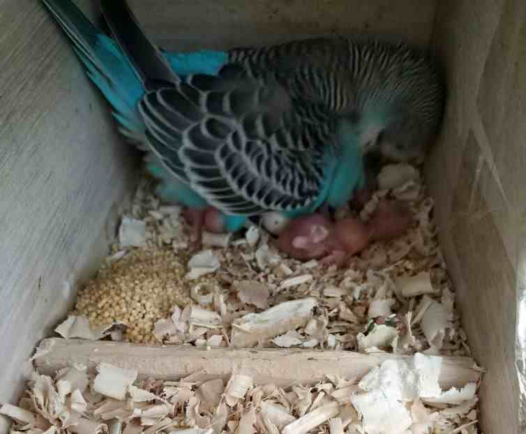 虎皮鹦鹉怎么养（家里养的一对虎皮鹦鹉，怎么才能繁殖）-第5张图片