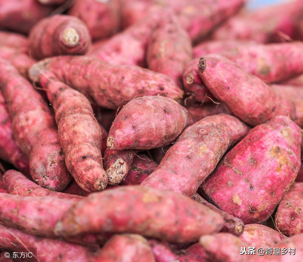 红薯的种植时间和方法（关于红薯的种植方法和注意事项介绍！）-第1张图片