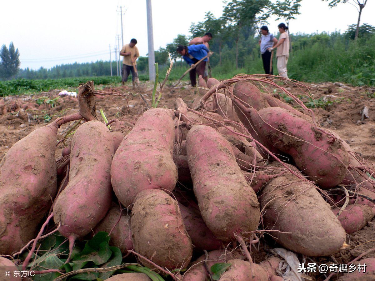 红薯的种植时间和方法（关于红薯的种植方法和注意事项介绍！）-第3张图片