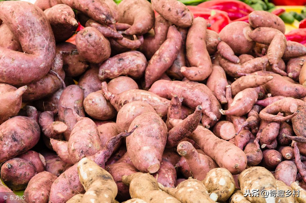 红薯的种植时间和方法（关于红薯的种植方法和注意事项介绍！）-第2张图片