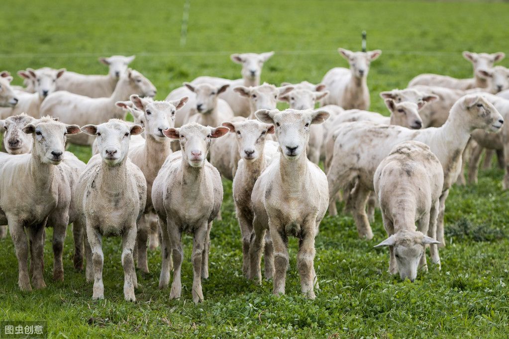 养羊成本（养羊成本的核算方法）-第3张图片