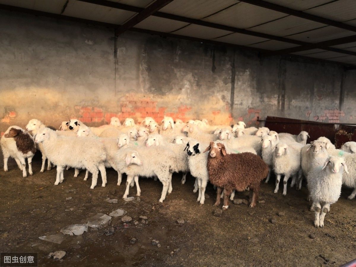 养羊成本（养羊成本的核算方法）-第7张图片