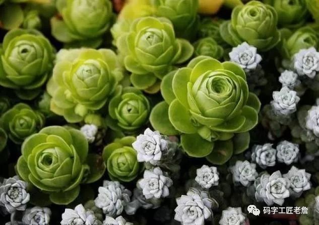 庚寅日柱（北京城南，有个花卉创意园）-第11张图片