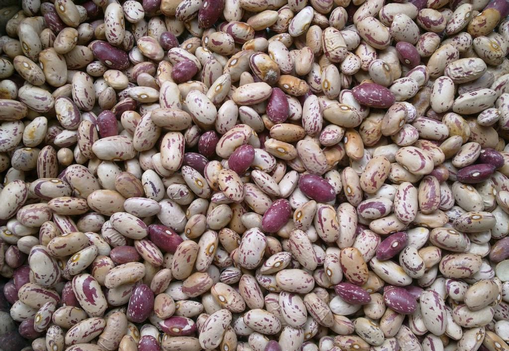 豆子的种类（24种豆类杂粮大全）-第15张图片