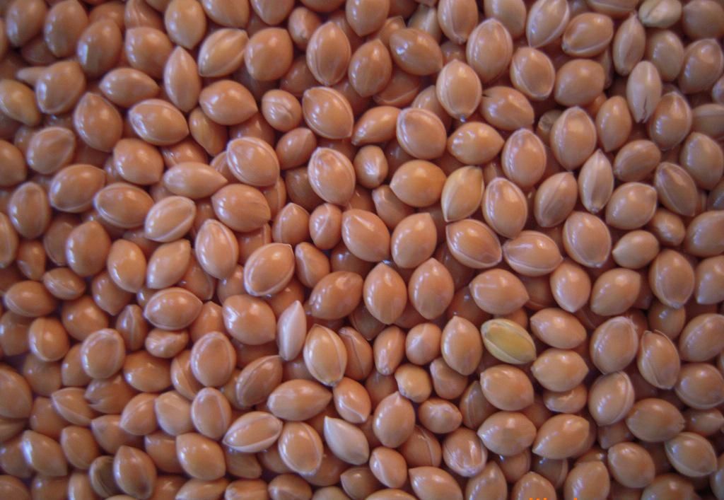 豆子的种类（24种豆类杂粮大全）-第12张图片