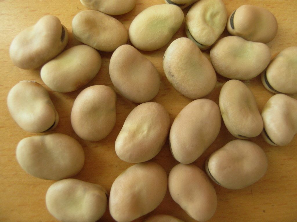 豆子的种类（24种豆类杂粮大全）-第18张图片