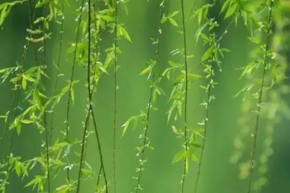 清明节祭祀(清明节的习俗和上坟祭祖的十条禁忌)-第1张图片 清明节祭祀(清明节的习俗和上坟祭祖的十条禁忌)-第1张图片