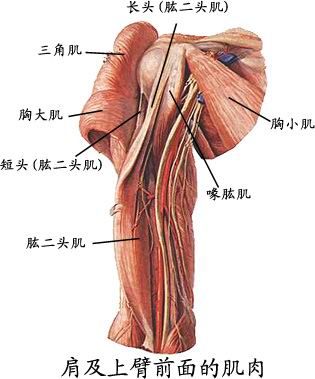 人体肌肉图（人体全身肌肉分布图）-第5张图片