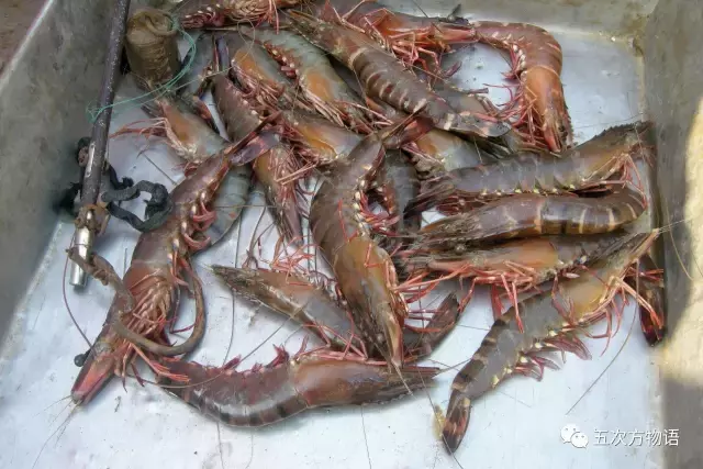 青岛大虾（各种青岛大虾）-第6张图片