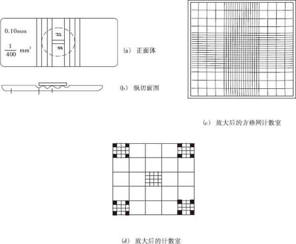 酵母菌计数（微生物细胞数的计数）-第1张图片