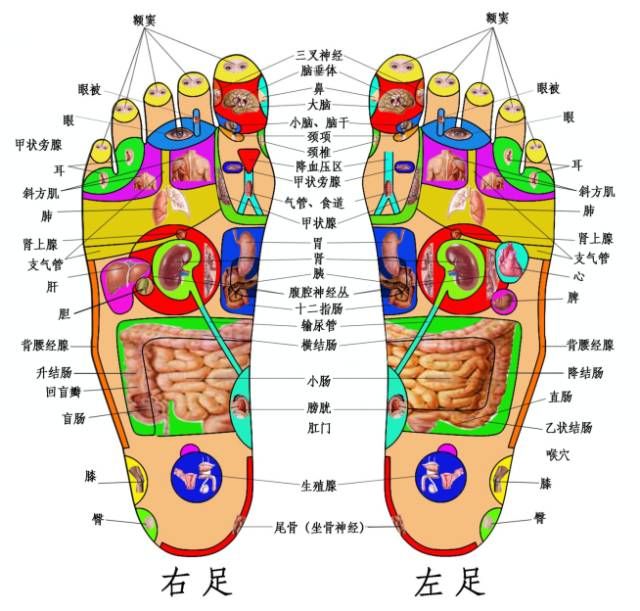 足底反射区图（实用足底分布反射区）-第1张图片