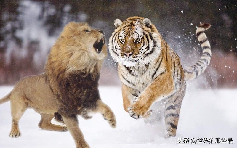 老虎与狮子谁厉害（老虎三项本事都比狮子厉害）-第1张图片