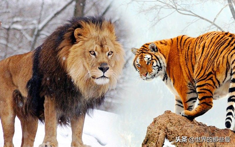 老虎与狮子谁厉害（老虎三项本事都比狮子厉害）-第8张图片