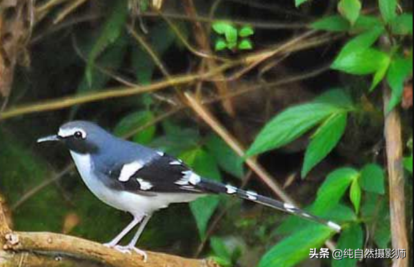 灰背燕尾（灰背燕尾，中国鸲鹟科鸟类）-第1张图片
