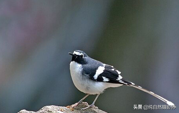 灰背燕尾（灰背燕尾，中国鸲鹟科鸟类）-第4张图片