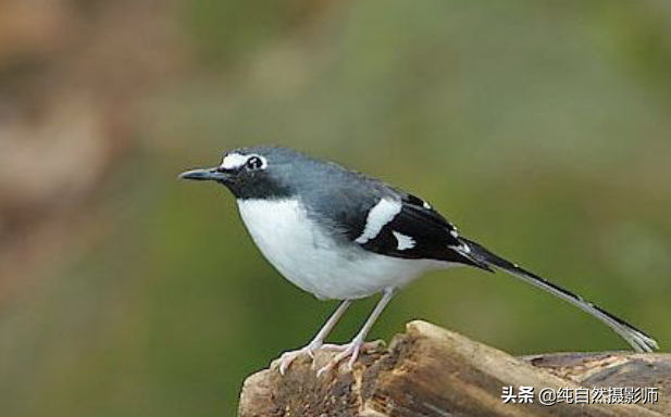 灰背燕尾（灰背燕尾，中国鸲鹟科鸟类）-第3张图片