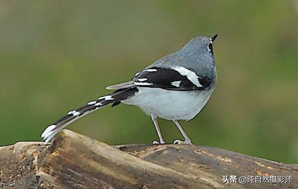 灰背燕尾（灰背燕尾，中国鸲鹟科鸟类）-第2张图片