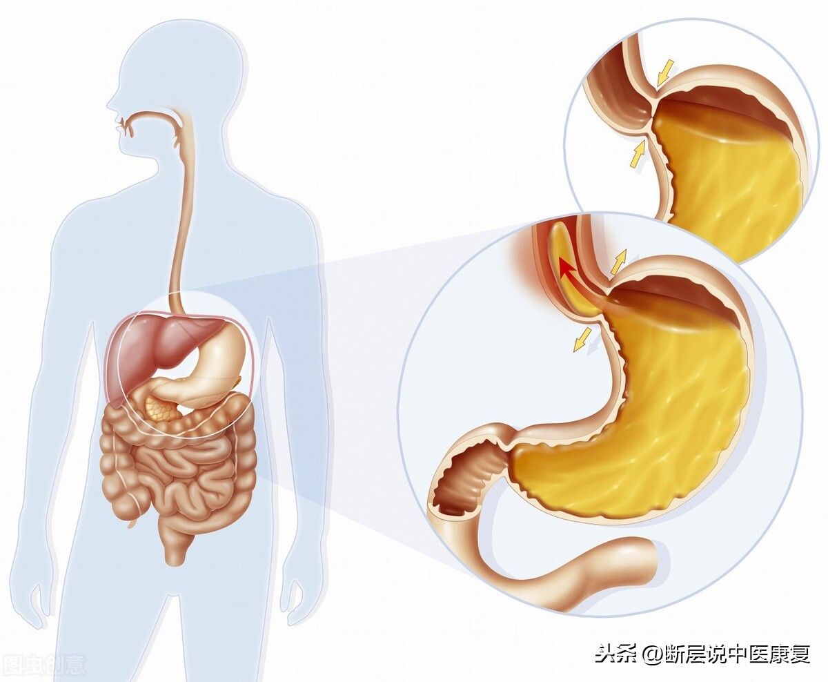 解剖学重点（最全人体解剖学知识点整理）-第2张图片