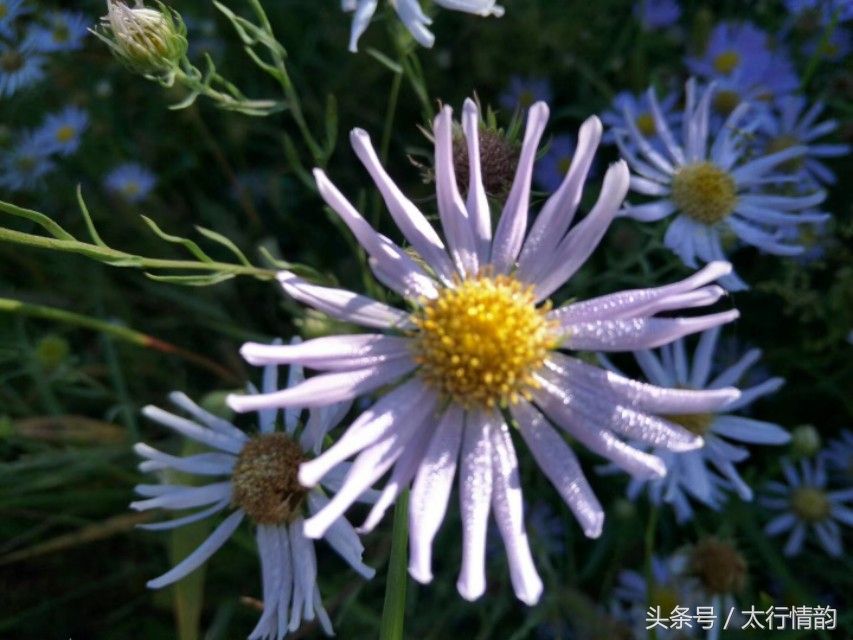 写打油诗（请问打油诗的格式是怎样写 ）-第1张图片