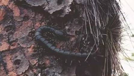 波多黎各巨人蜈蚣（世界十大巨型蜈蚣）-第1张图片