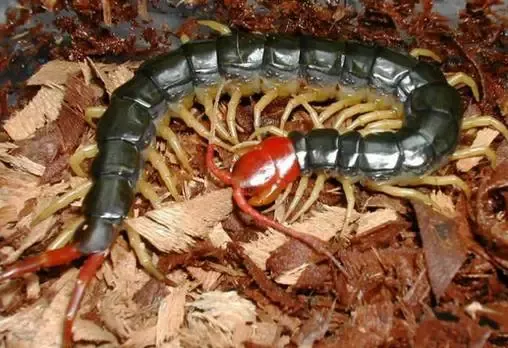 波多黎各巨人蜈蚣（世界十大巨型蜈蚣）-第10张图片