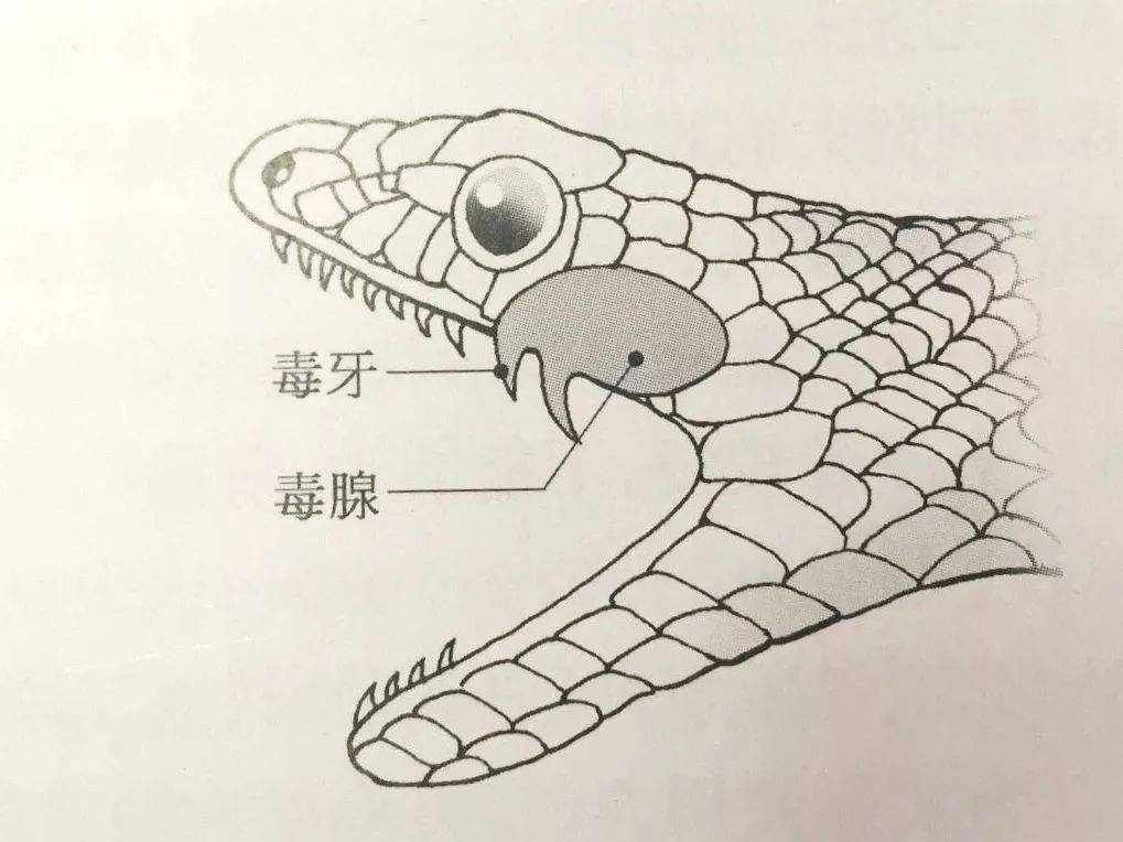 蛇怕什么呢（什么是蛇怕的东西）-第5张图片