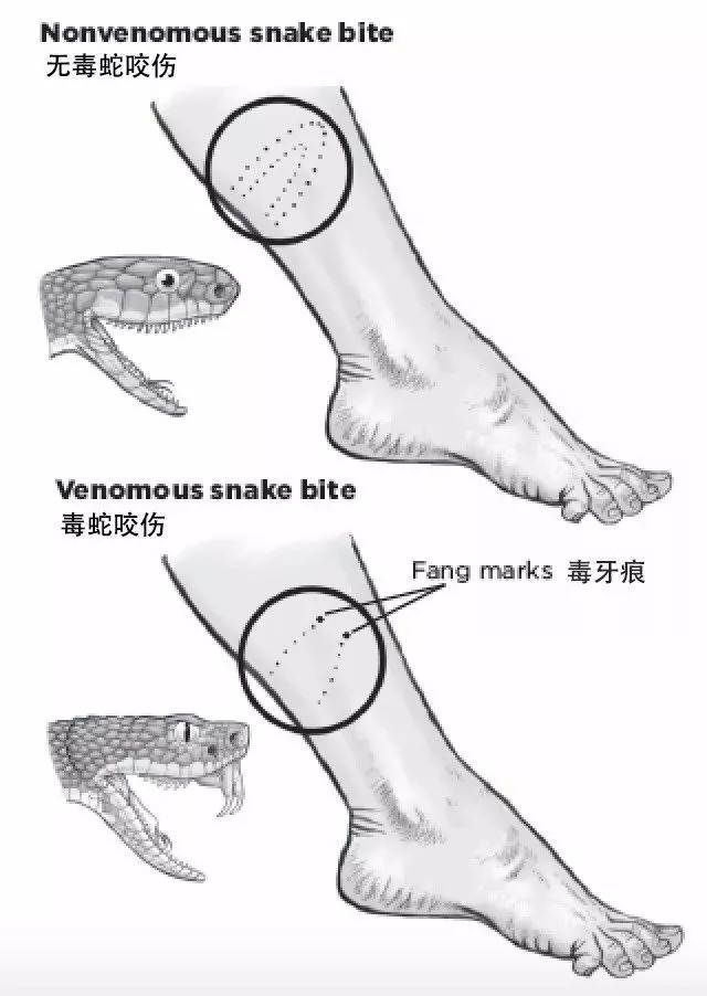 蛇怕什么呢（什么是蛇怕的东西）-第7张图片