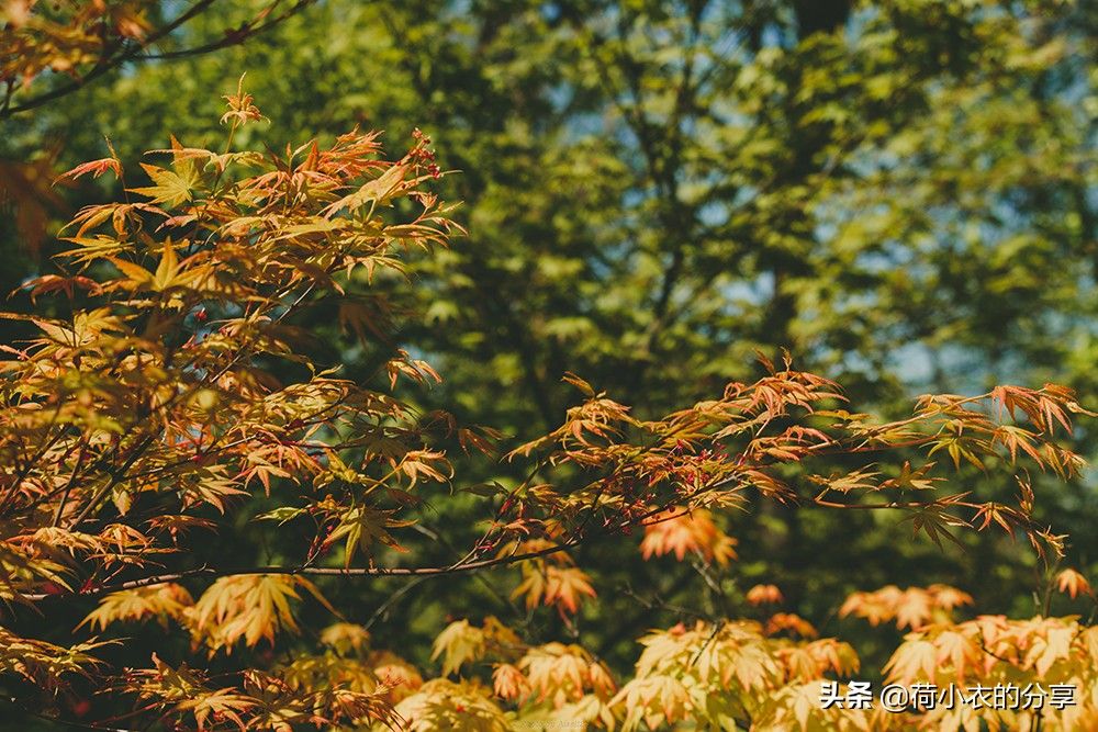 我国第一个国家湿地公园(中国首个国家湿地公园,70%的水域面积)-第4张图片 我国第一个国家湿地公园(中国首个国家湿地公园,70%的水域面积)-第4张图片