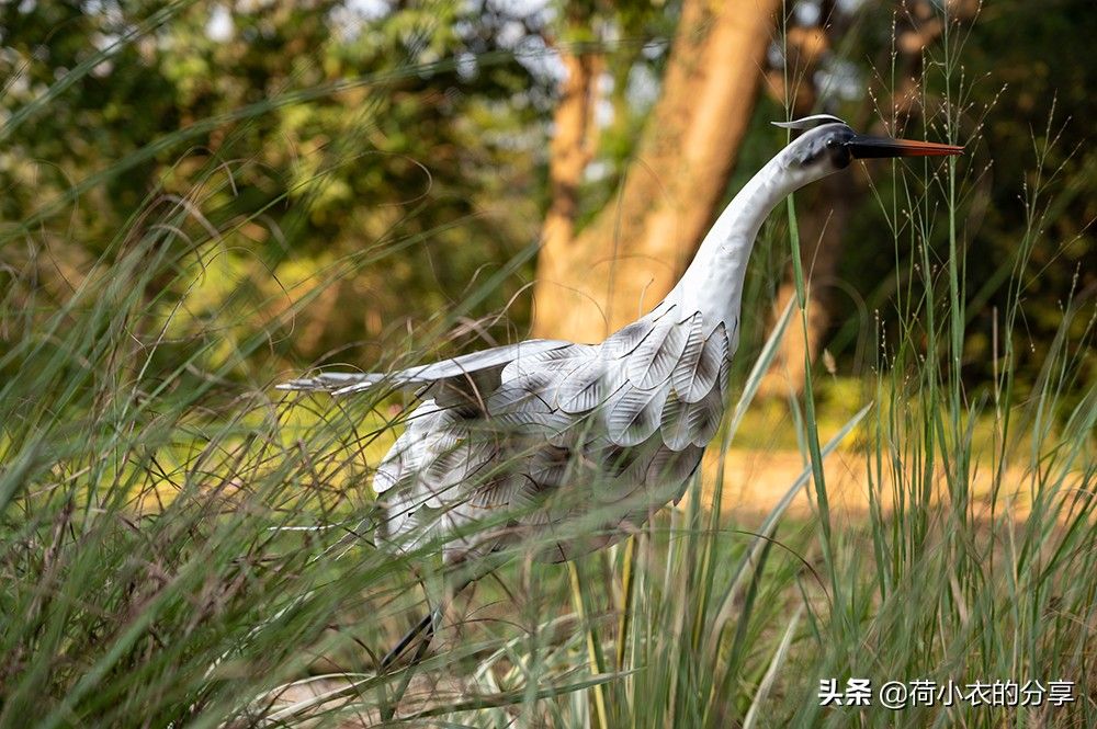 我国第一个国家湿地公园(中国首个国家湿地公园,70%的水域面积)-第5张图片 我国第一个国家湿地公园(中国首个国家湿地公园,70%的水域面积)-第5张图片