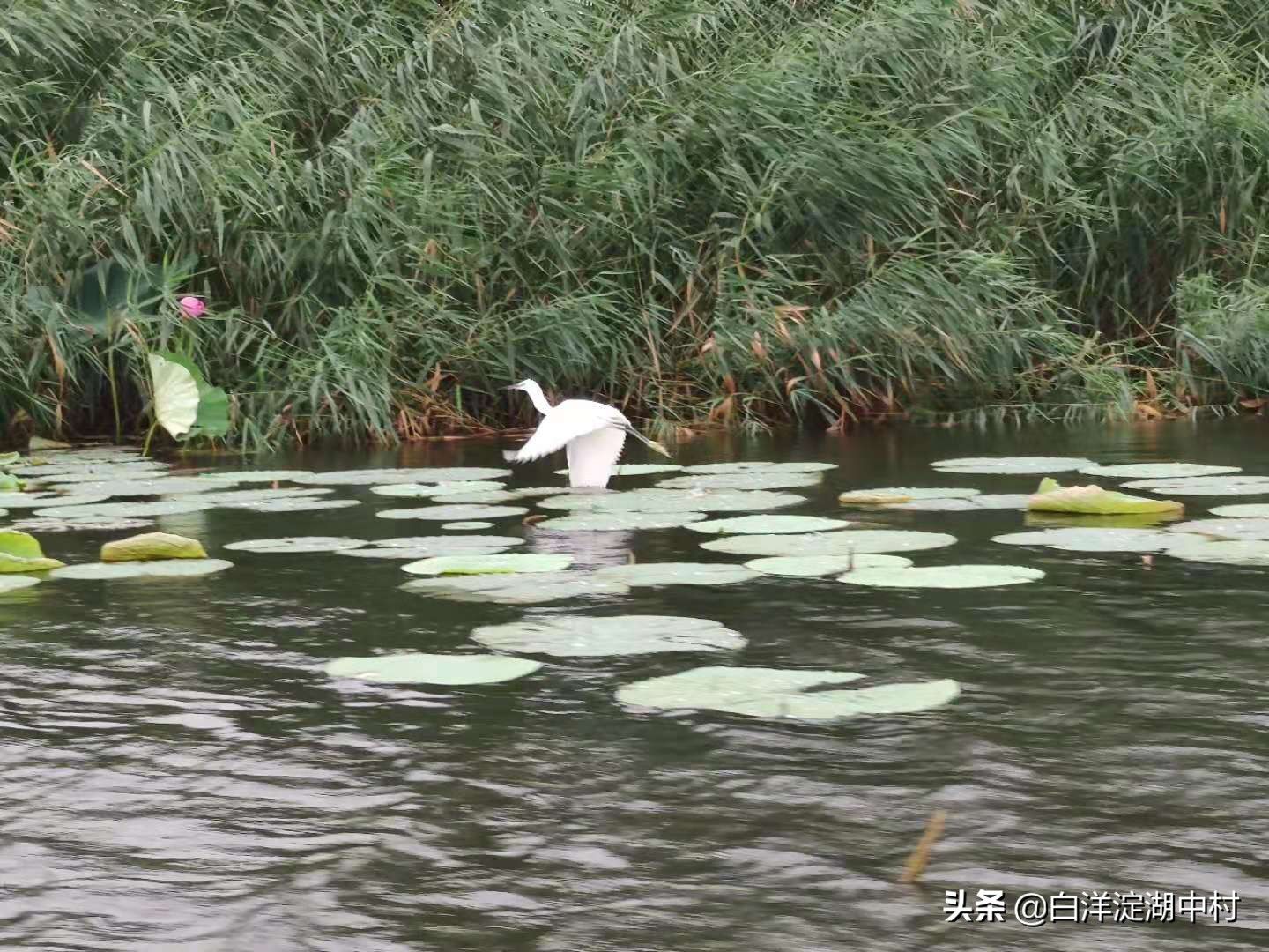 白洋淀一日游（白洋淀自驾一日游攻略）-第6张图片