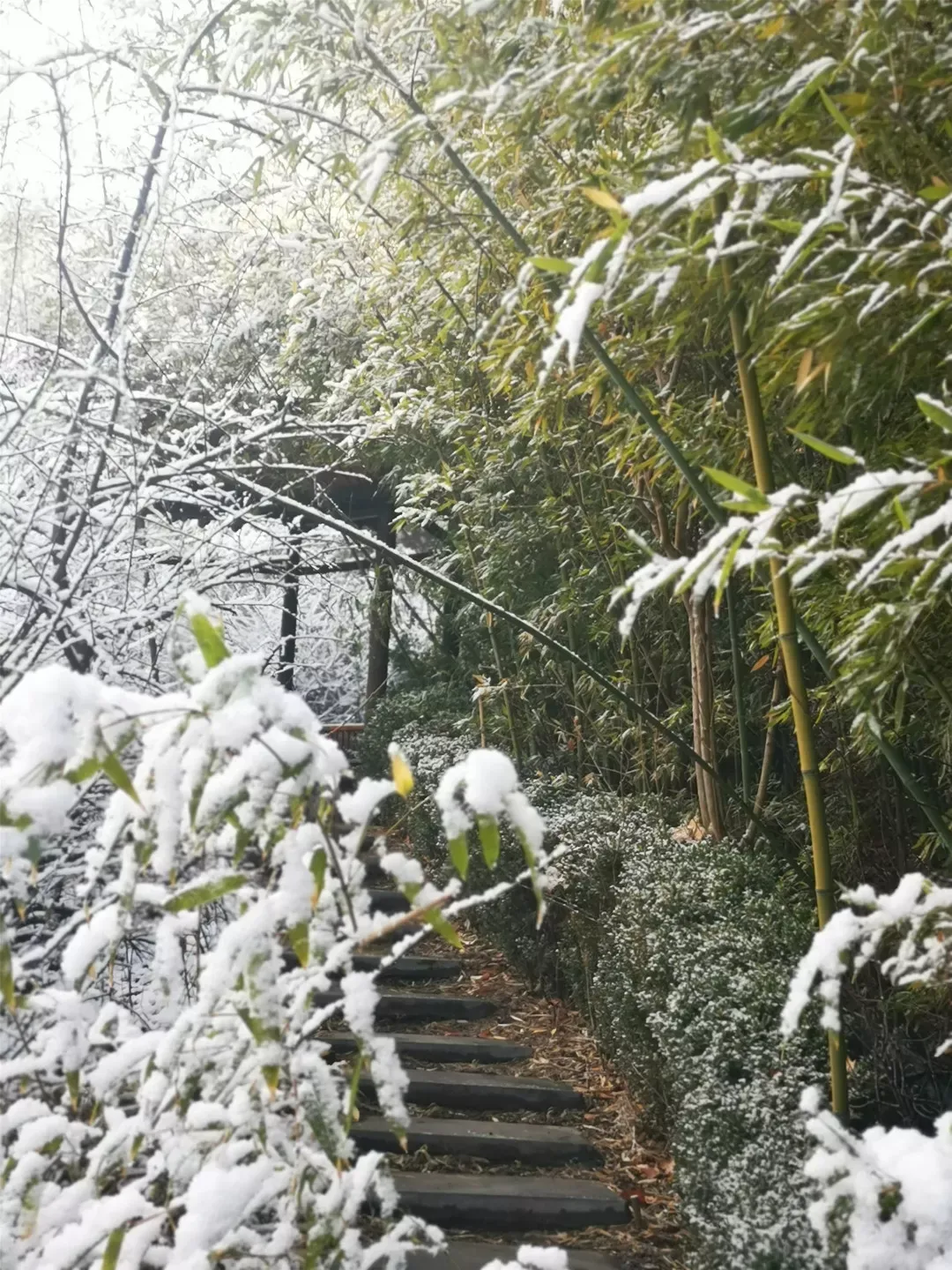 济南的雪（济南真的下雪啦！）-第27张图片