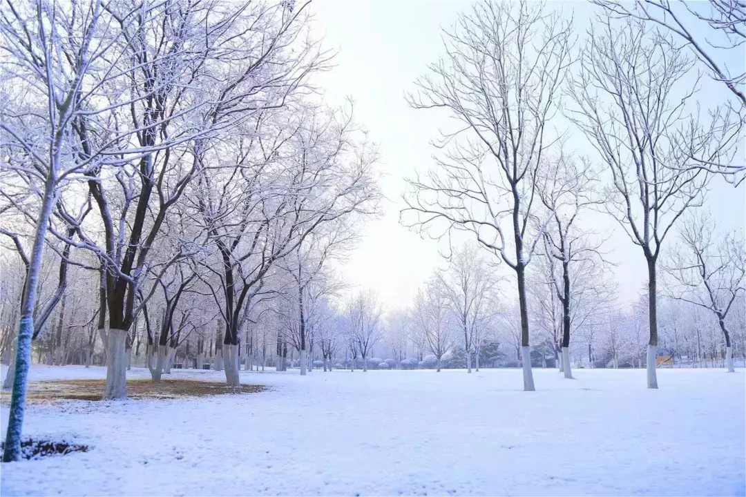 济南的雪（济南真的下雪啦！）-第40张图片